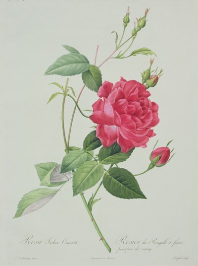 Rosa indica cruenta (rosa de Bengala rojo sangre), grabado por Langlois, de 